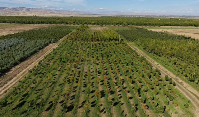 Malatya'da yılda 20 bin fidan ve 50 bin metrekare rulo çim üretiliyor