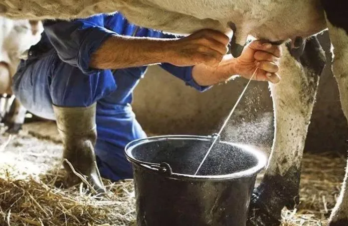 Ticari süt toplama arttı, içme sütü üretimi geriledi