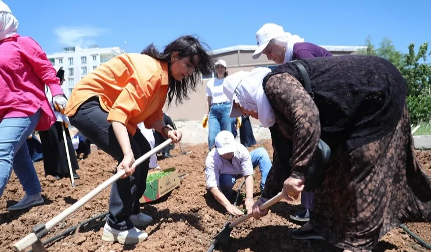 Kent Kadın Bostanları projesi Mardin Artuklu’da hayata geçti