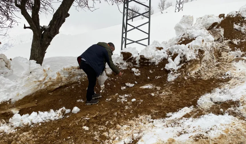 Batman Sason'da yabani hayvanlar için yemleme çalışması