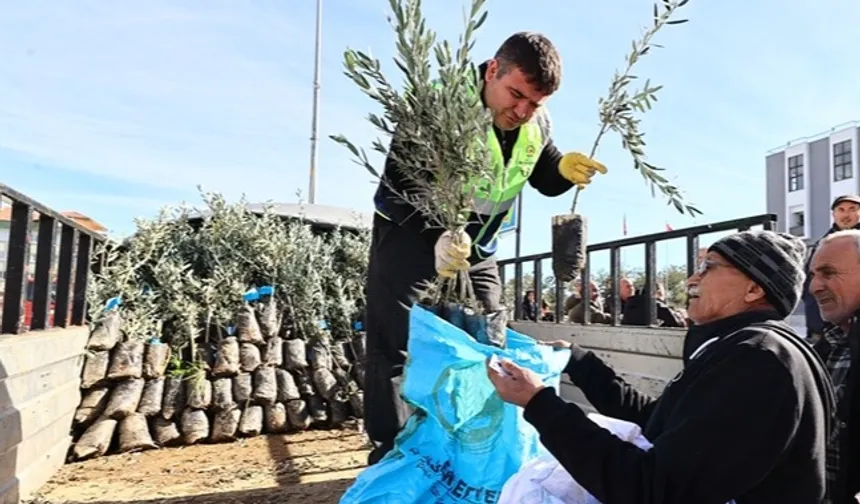 Denizli'de üreticiye zeytin fidanı desteği