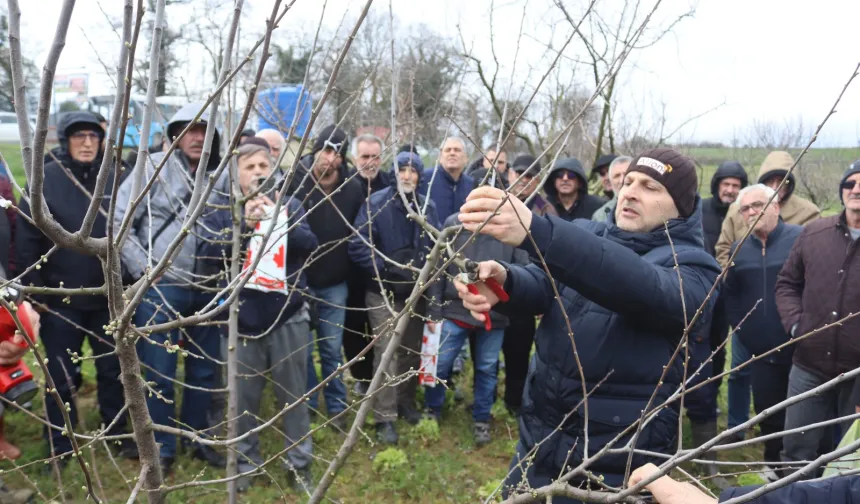 İzmit'te üreticilere uygulamalı budama eğitimi