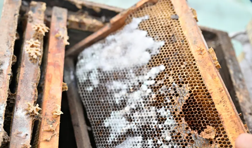 Manisa'da sel mağduru arıcıya kovan desteği