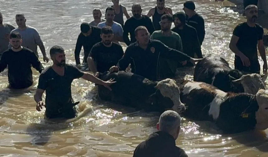 Manisa'da sel sefeberliği... 44 vatandaş ve 127 hayvan tahliye edildi