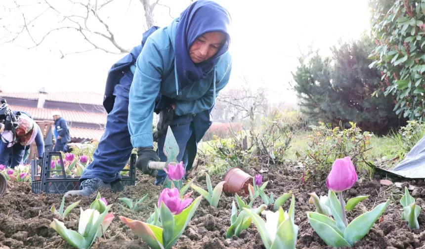 Bursa Osmangazi'nin her bir noktası çiçek açtı