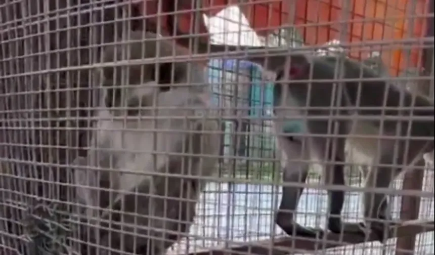 Denizli'de üç örümcek maymunu koruma altında