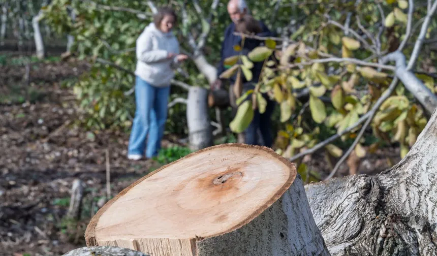 İzmir'de kesilen cevizlerin yerine umut filizlendi