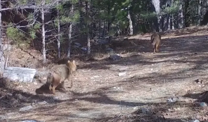 Ormanda altın çakallar fotokapana yansıdı