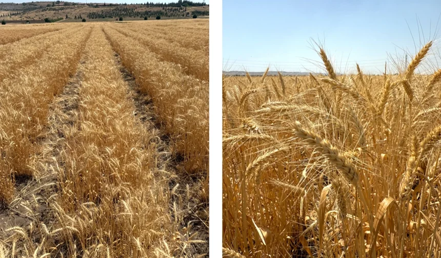 Bisküvilik buğday üretimi başladı