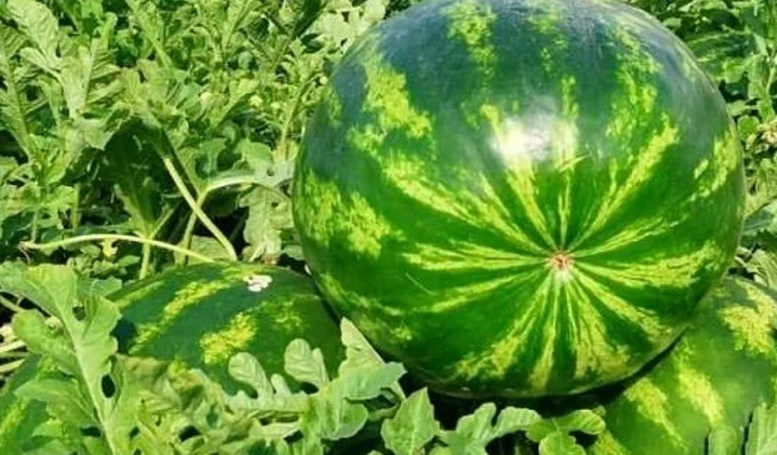 Edirne'de karpuz üretimine büyük destek