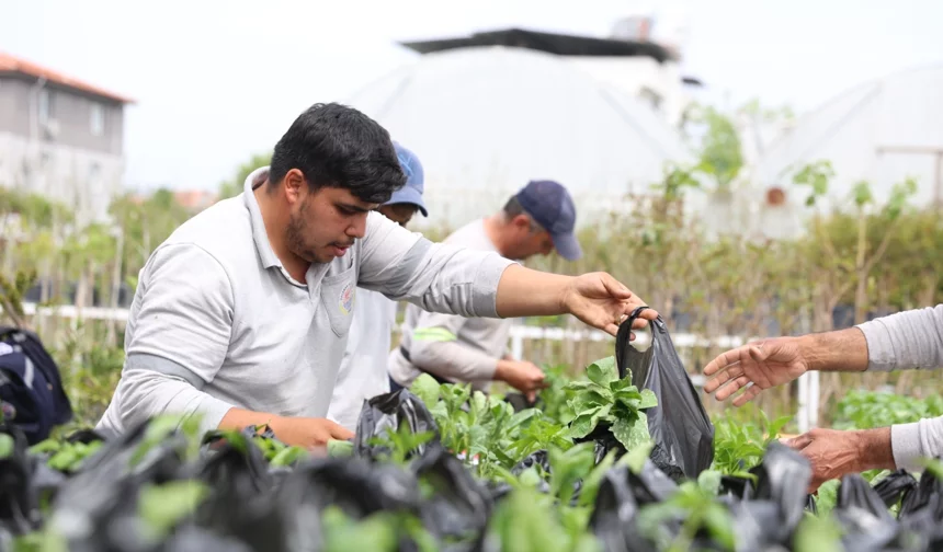 Muğla Dalaman'da üreticilere fide desteği sağlandı