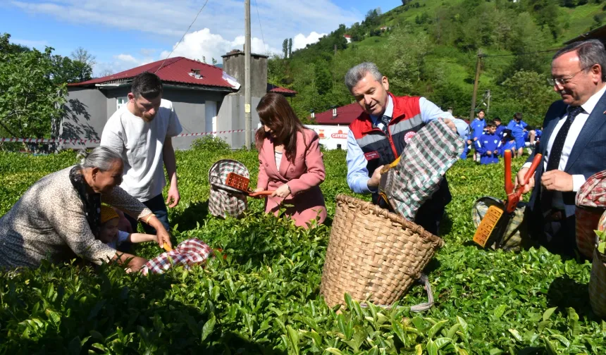 Artvin'de geleneksel çay hasadı başladı