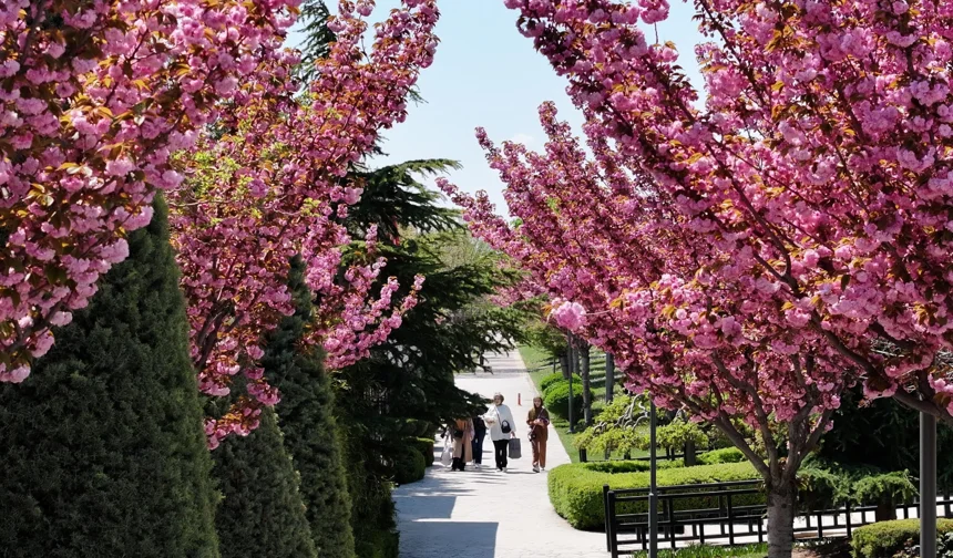 Bu manzara için Japonya'ya gitmenize gerek yok! Konya'da Sakura mevsimi başladı