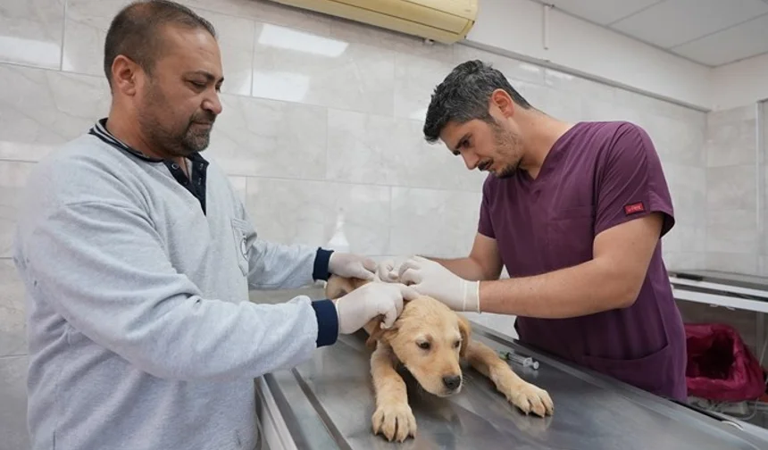 Denizli'de sokak hayvanlarına kalıcı çözüm hamlesi