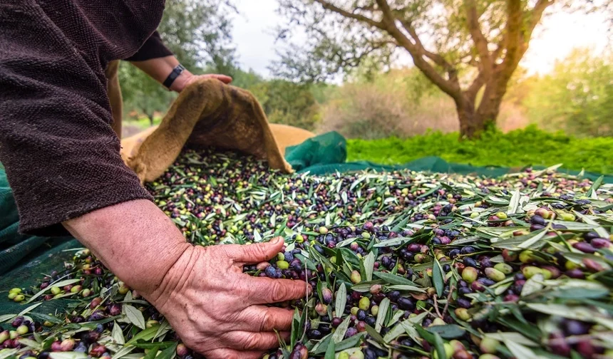 İzmir'de Uluslararası Zeytin Zirvesi... 13 ülkeden uzmanlar buluşuyor