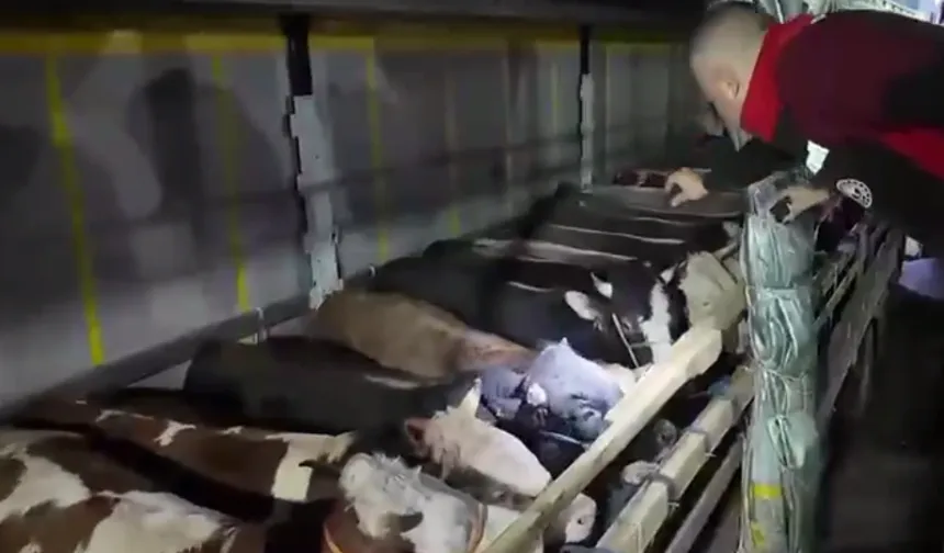 Kurban Bayramı öncesi canlı hayvan kontrolüne sıkı denetim
