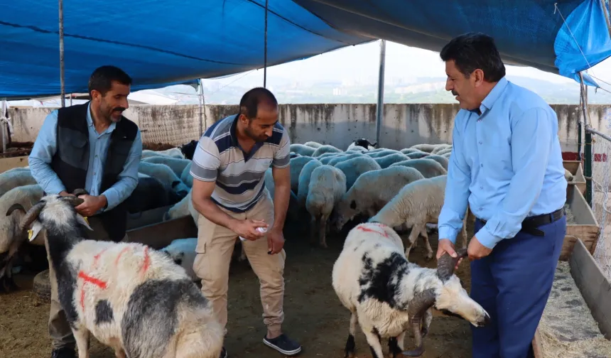 Modern Hayvan Pazarı'nda kurbanlık satışları devam ediyor