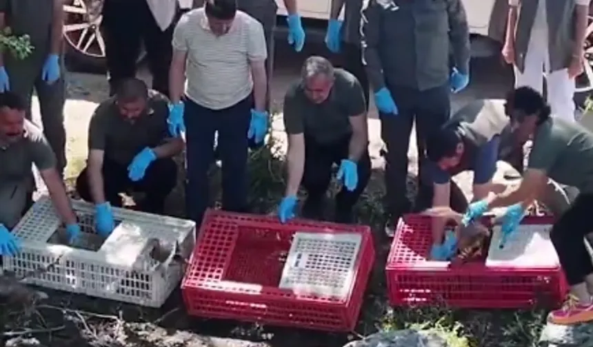 Bursa'da tedavileri tamamlanan yaban hayvanlar doğaya salındı