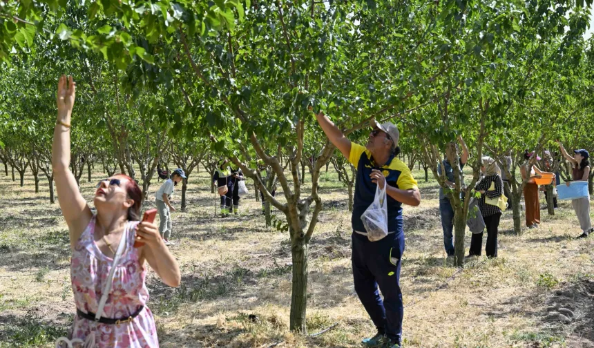 Başkentliler ATA Çiftliği'nde hasat coşkusunu yaşadı