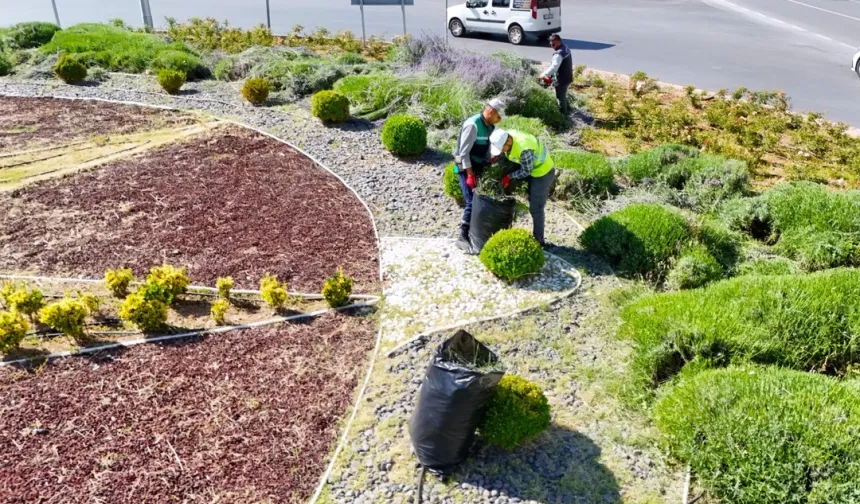 Kayseri Büyükşehir'de lavanta hasadı başladı