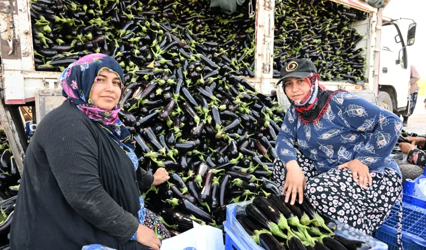 Manisa'da afetzede çiftçinin yüzü gülüyor