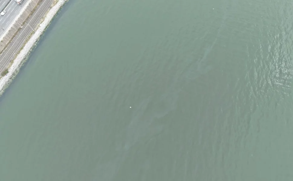 İzmir Körfezi'nde kirlilik endişelendiriyor! Aynı tehdit 11. kez görüldü