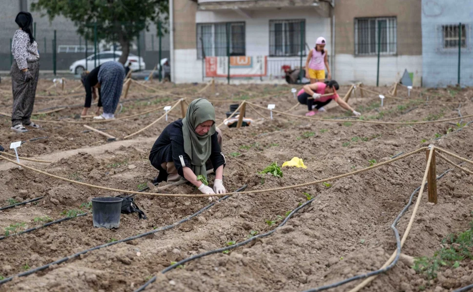 Avrupa'dan Bornova'ya kent bostanı incelemesi