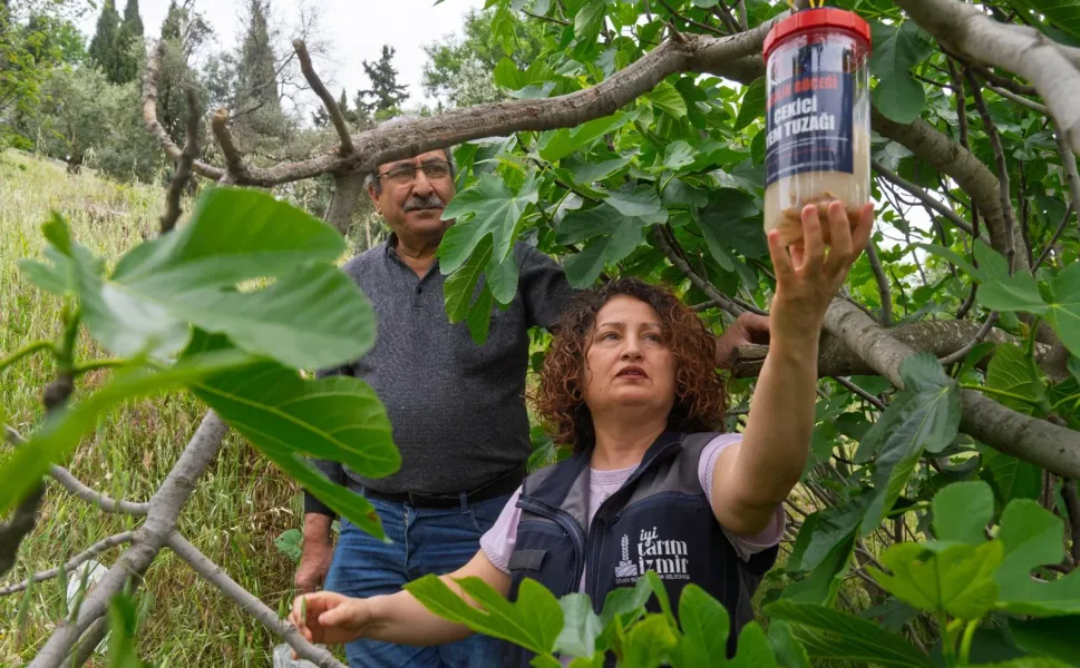 İncirde kalite kaybına karşı İzmir'de doğal mücadele