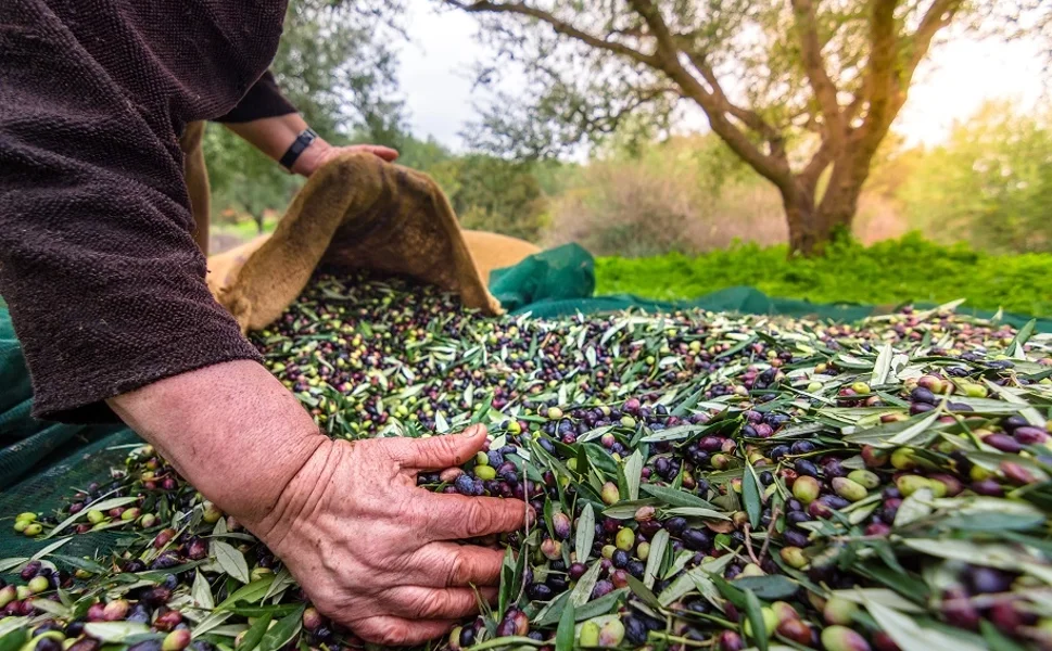 İzmir'de Uluslararası Zeytin Zirvesi... 13 ülkeden uzmanlar buluşuyor