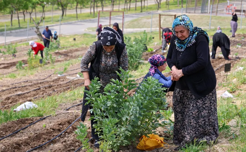 İzmir'in Mahalle Bostanları'nda yaz hasadı