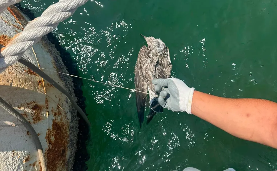 Kanadına misina dolandı... İzmir'den özgürlüğe uçuruldu