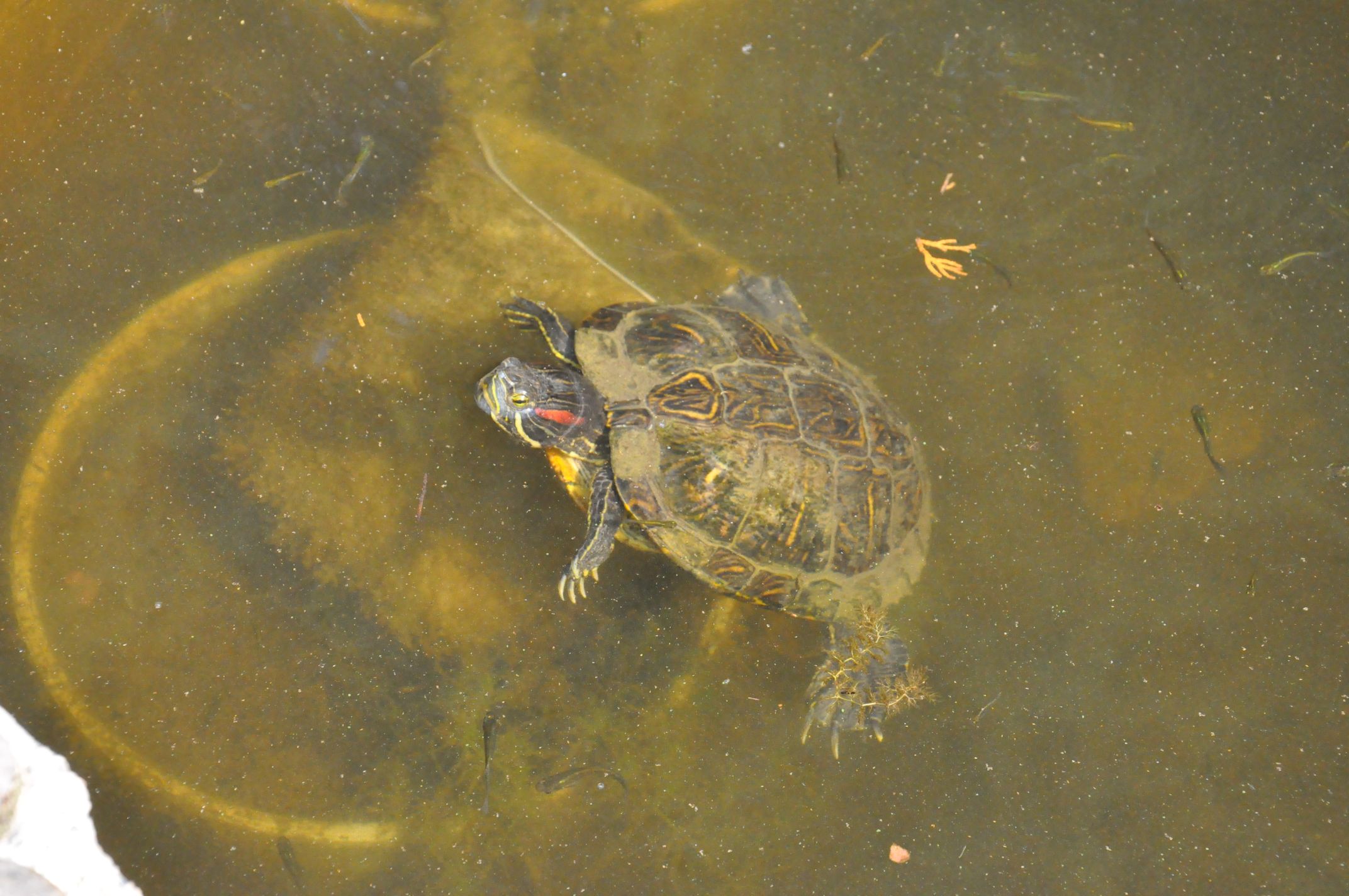 +++Ege Üniversitesinin Endemik Tür Cenneti “Botanik Bahçesi (4)