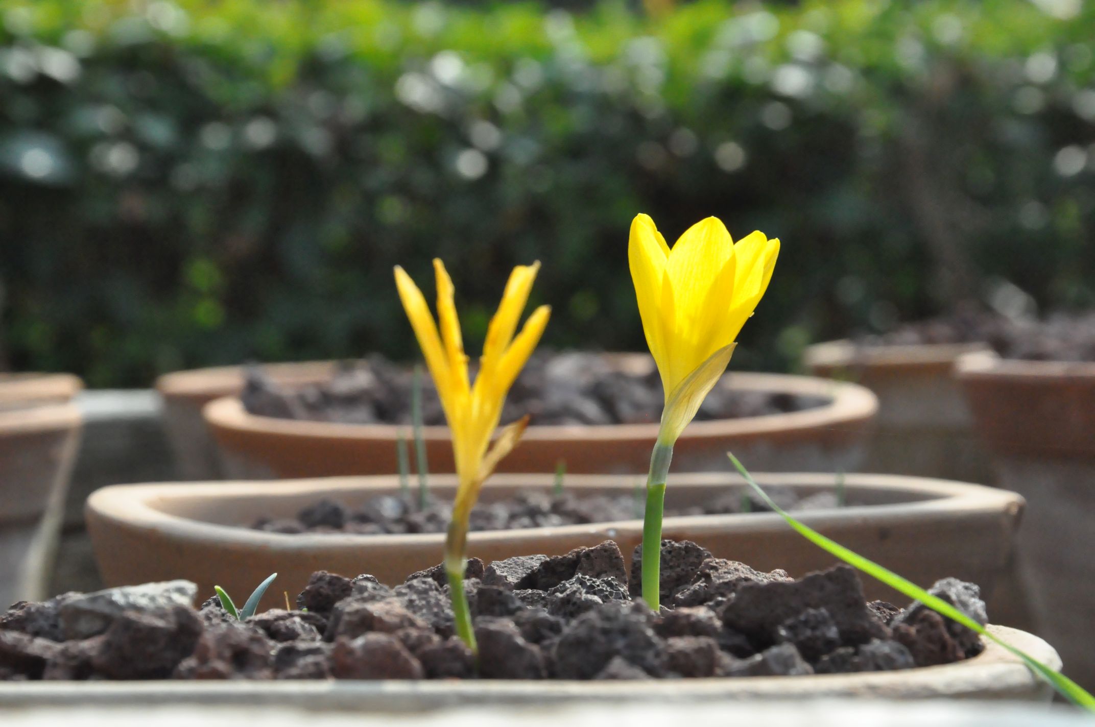 +++Ege Üniversitesinin Endemik Tür Cenneti “Botanik Bahçesi (7)