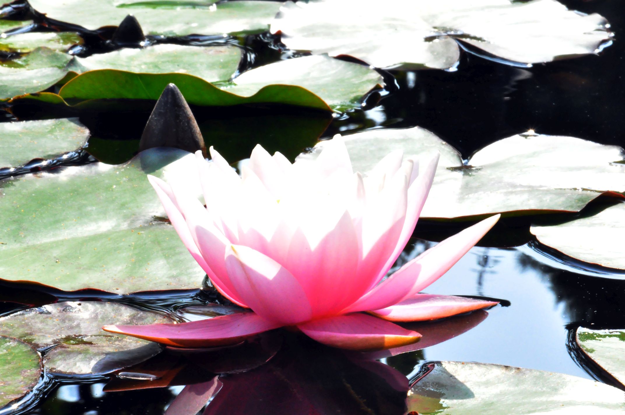 +++Ege Üniversitesinin Endemik Tür Cenneti “Botanik Bahçesi (9)