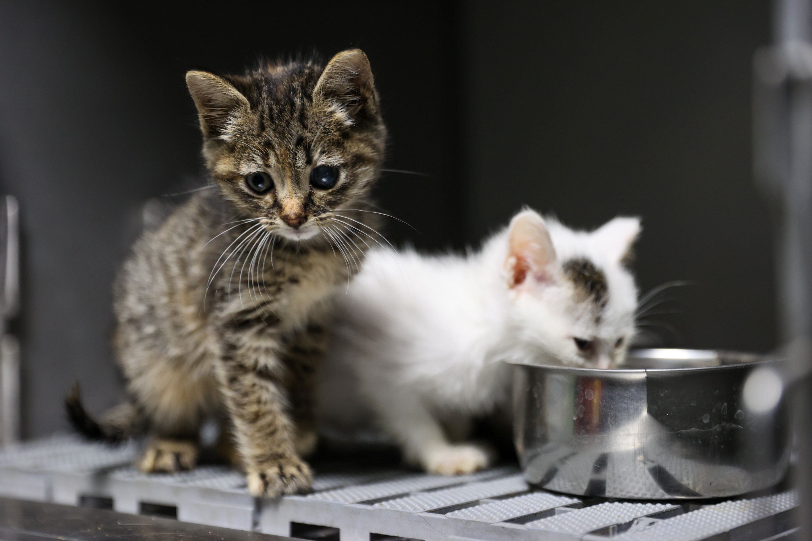 Kedi Kısırlaştırma2