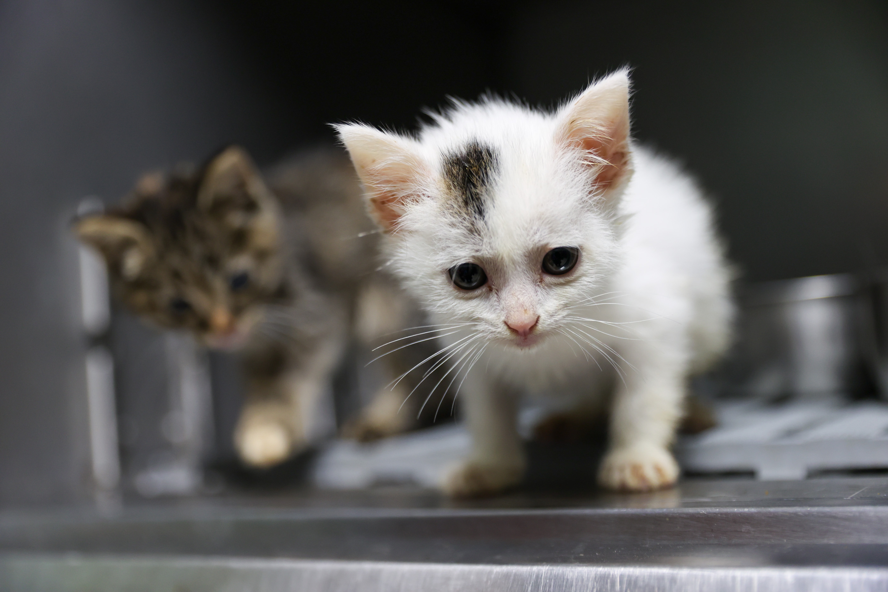 Kedi Kısırlaştırma3