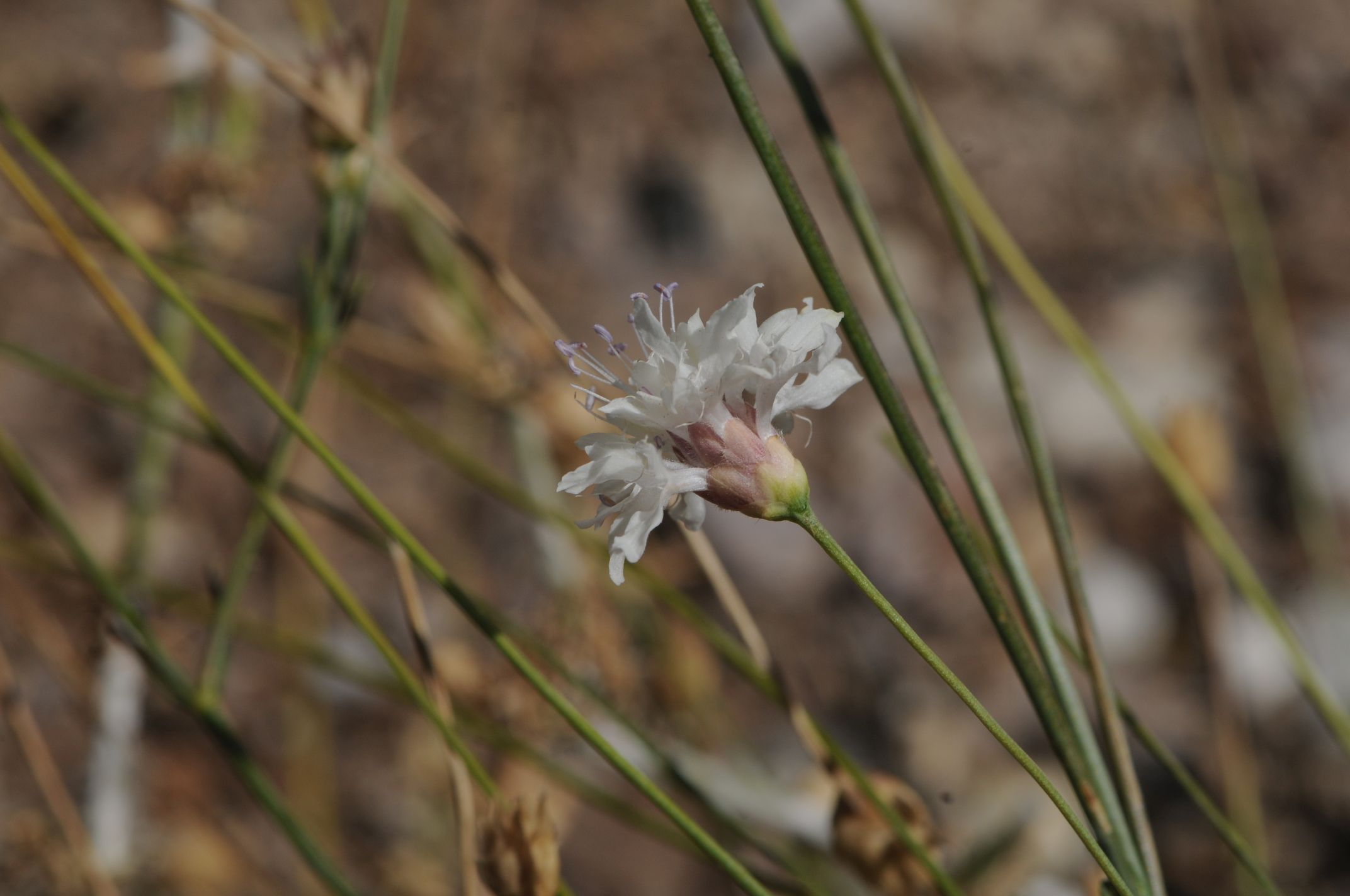 ++Çameli Pelemiri (2)